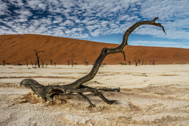 zand en een dode boom