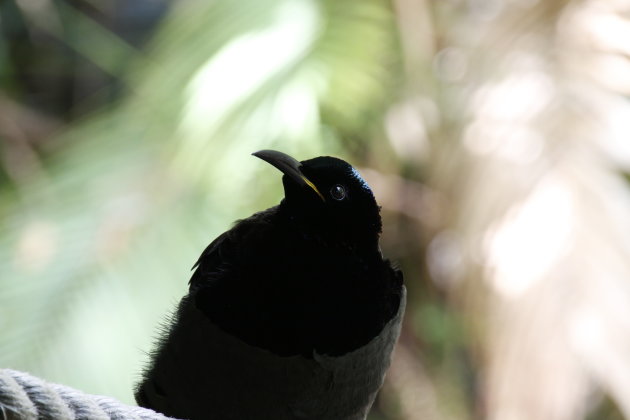 Prachtige trotse én nieuwsgierige vogel 