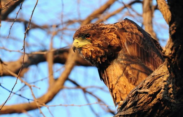 Roofvogel in Botswana