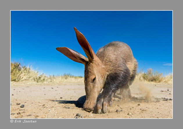 Aardvarken