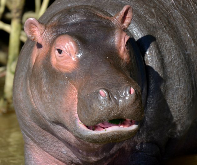 Jong nijlpaard