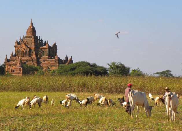 Koeien in Bagan?