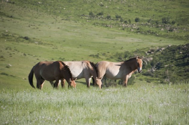 Op zoek naar het wilde przewalskipaard in het Hustai Nationaal Park