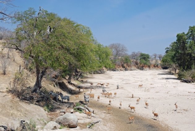 Ruaha National Park een prachtige safaribestemming