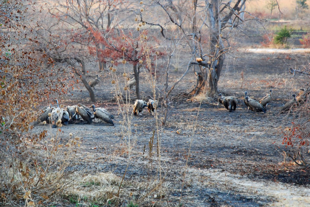 Mikumi National Park Tussenstop Zuidelijk Safaricircuit