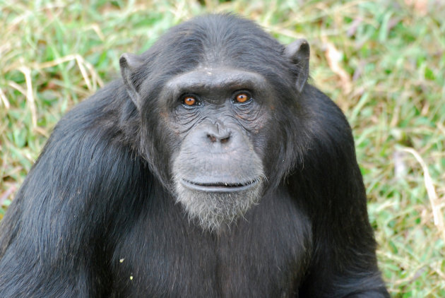 Chimpansee's op Ngamba Island 