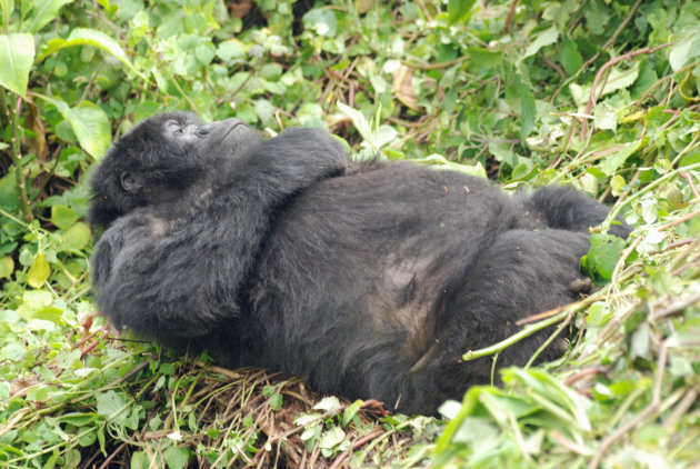 Berggorilla tracking in Bwindi Impenetrable National Park  