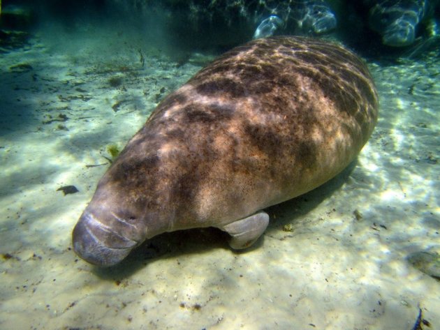 snorkelen met zeekoeien