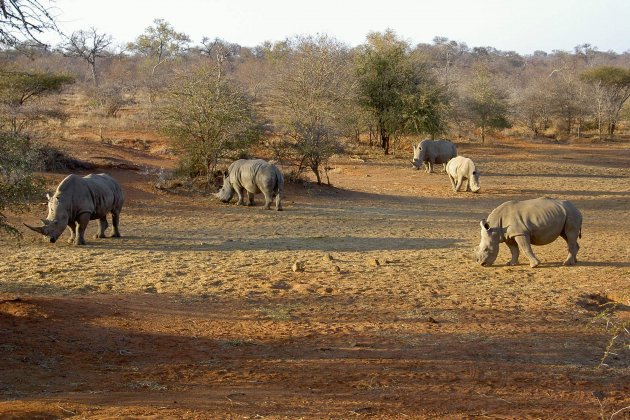Rhino's met hoorns