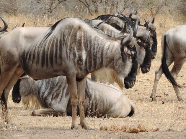 Drie Gnoes op een rij in Tarangire NP