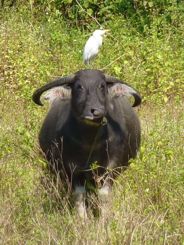 Vogel op je kop