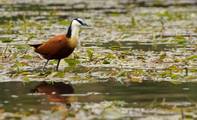 Lelieloper op Lake Mutanda