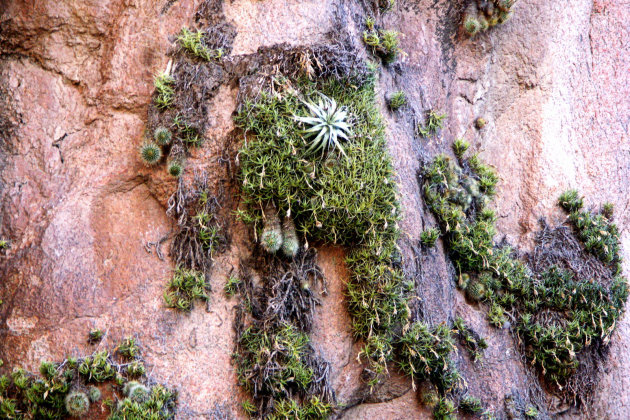 Veel kleine cactussen 