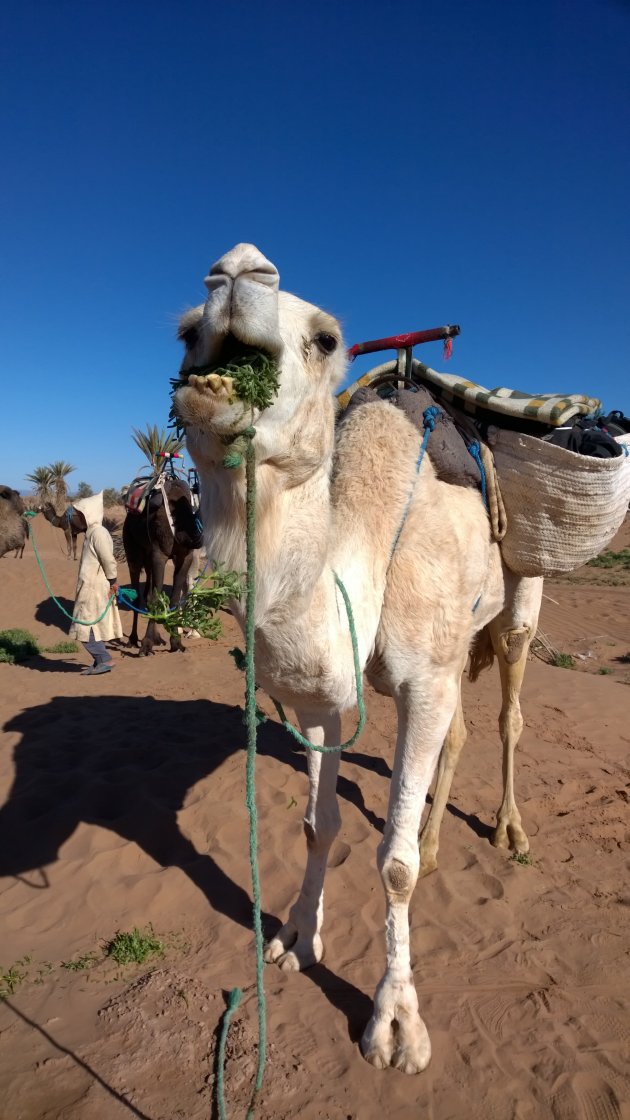 potret van een drommedaris