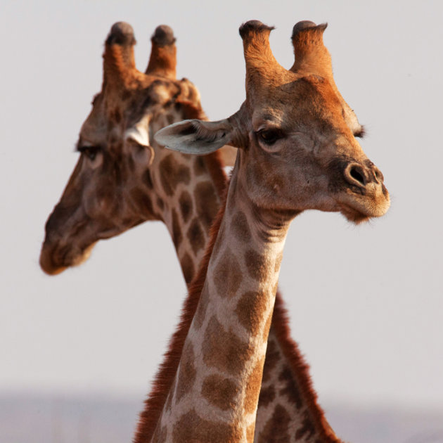 Giraffen