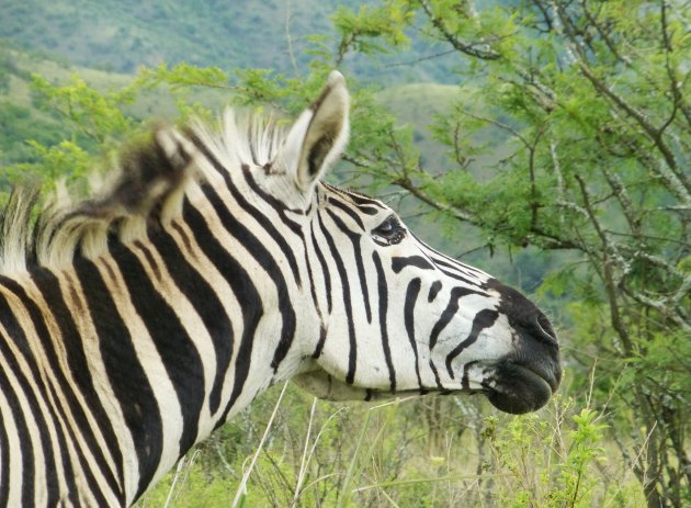 Zebra aan het kopschudden