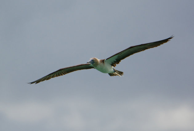 Blue footed booby in vogelvlucht op Santa Fe Island