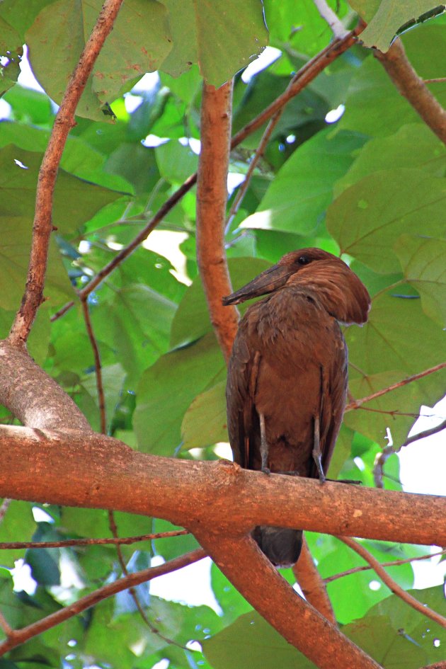 hamerkop