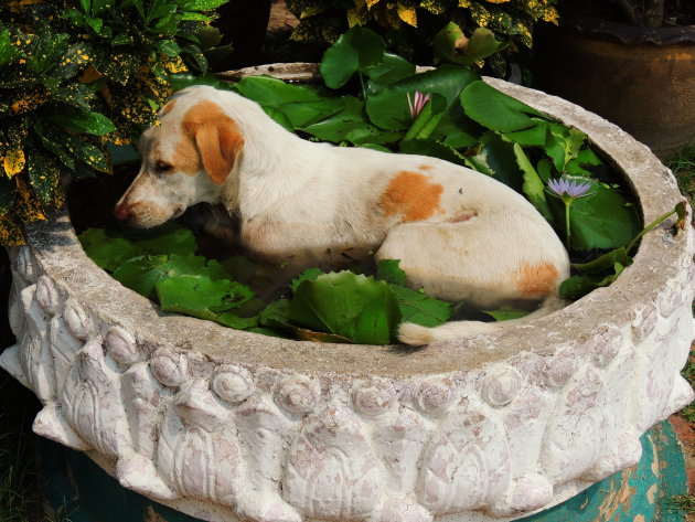 Hond in de pot.