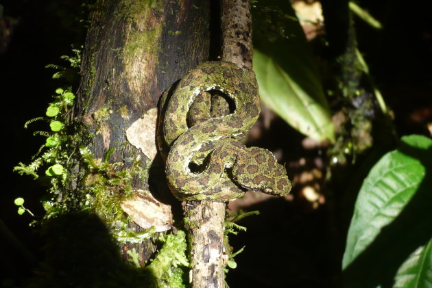 Pit Viper