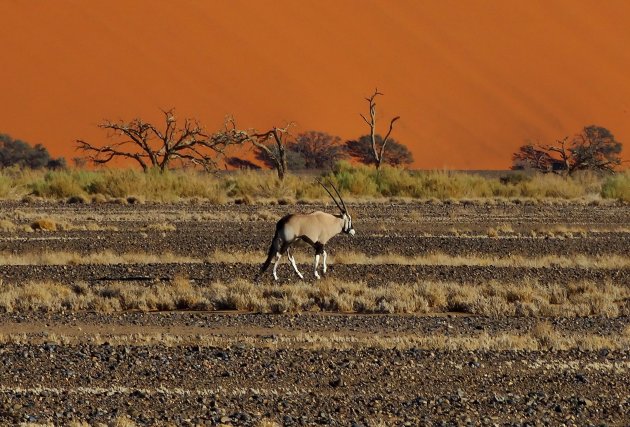 Eenzame oryx