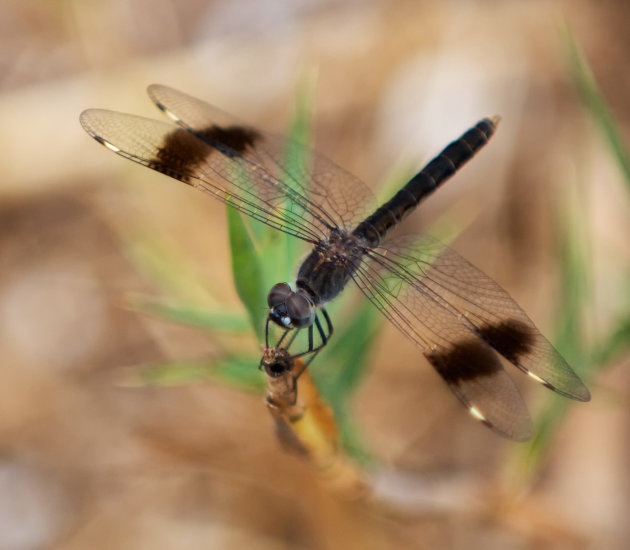 Zwarte Libelle  in de ogen kijken! 