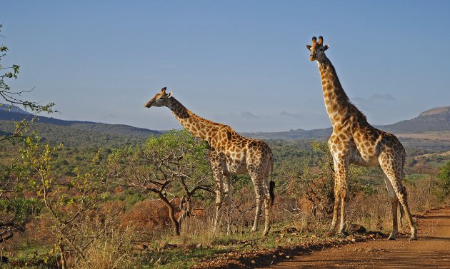 Giraffe in Ithala!