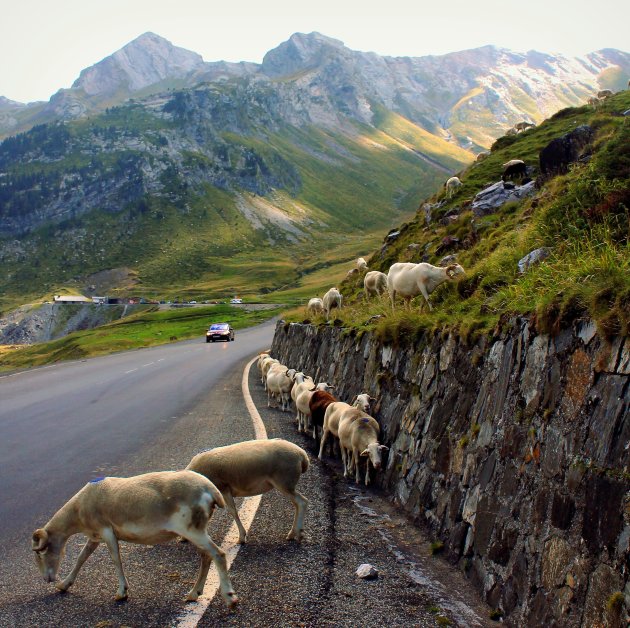 Gevaarlijk Schaap in de Pyreneeën