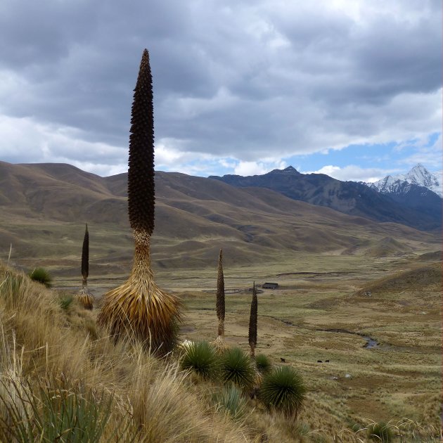 puya raimondii