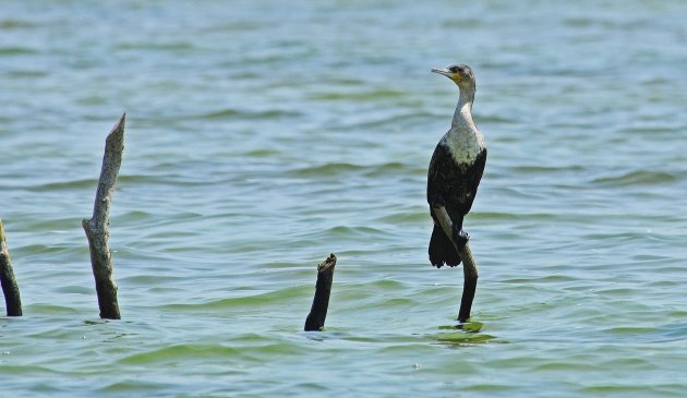 White-breasted Cormorant in Kosi Bay!