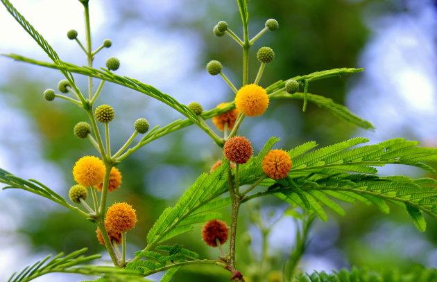 Acacia up close