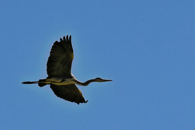 Blackheaded heronWe 