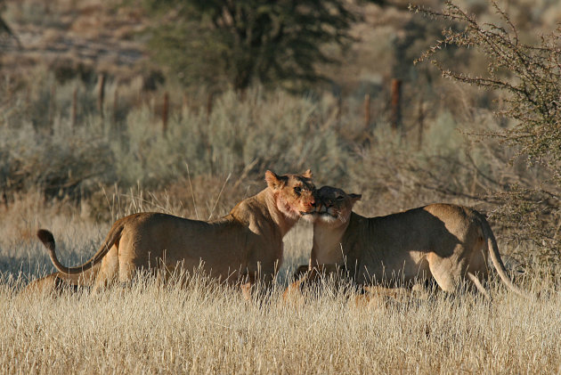 Leeuwen in Kgalagadi