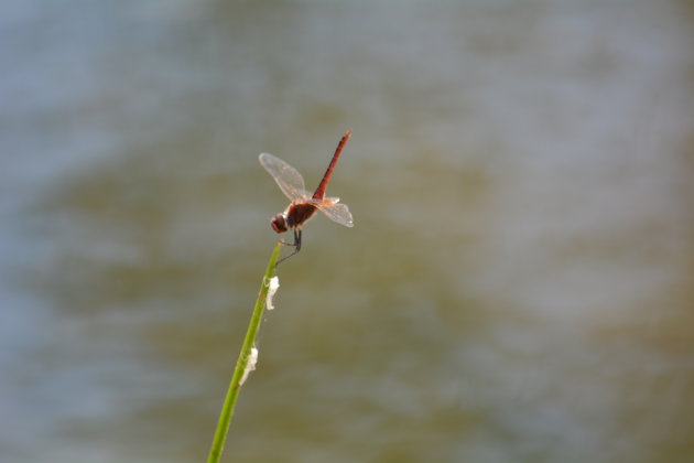 Libelle met larven