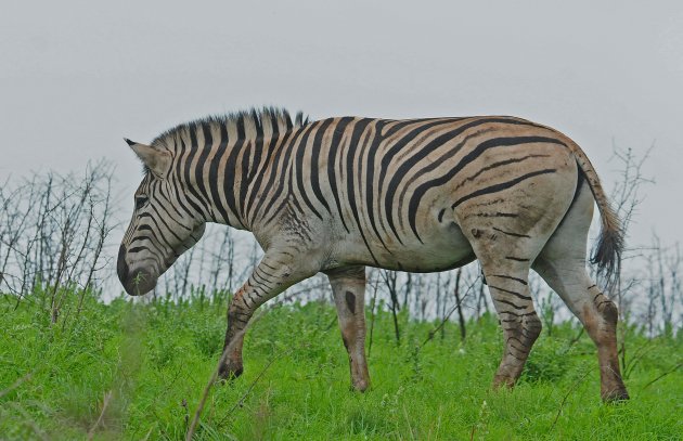Zebra's in alle soorten en maten!