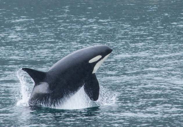 Northwestern Fjord Tour