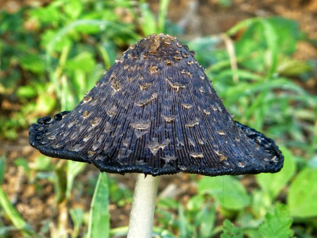 zwarte paddenstoel 