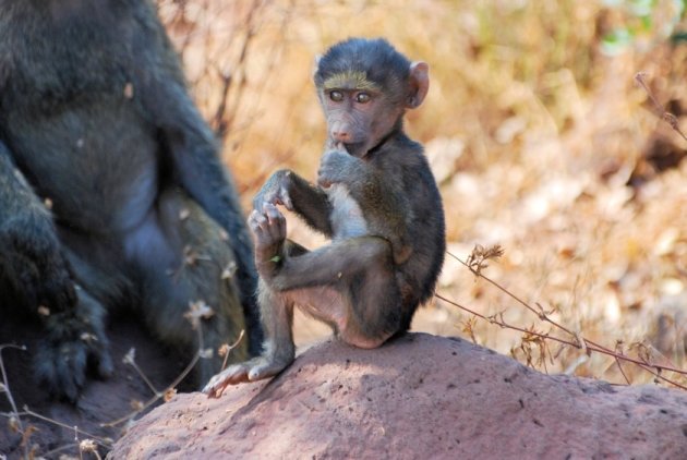 Jonge Groene Baviaan in Lake Manyara National Park