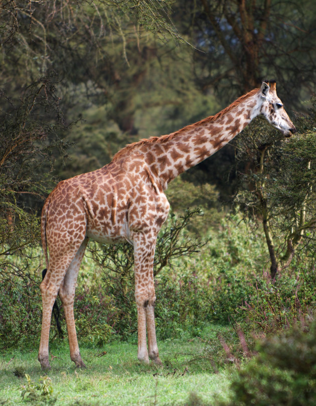 Giraffe