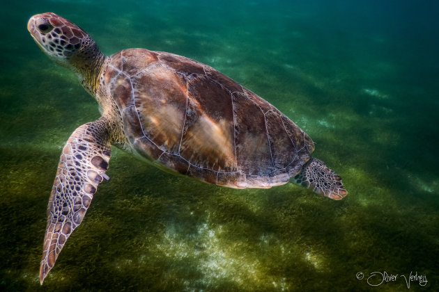 Snorkelen in Akumal