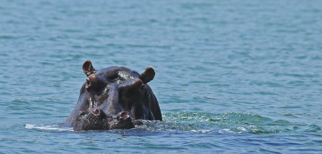 Nijlpaard in Kosi Bay!