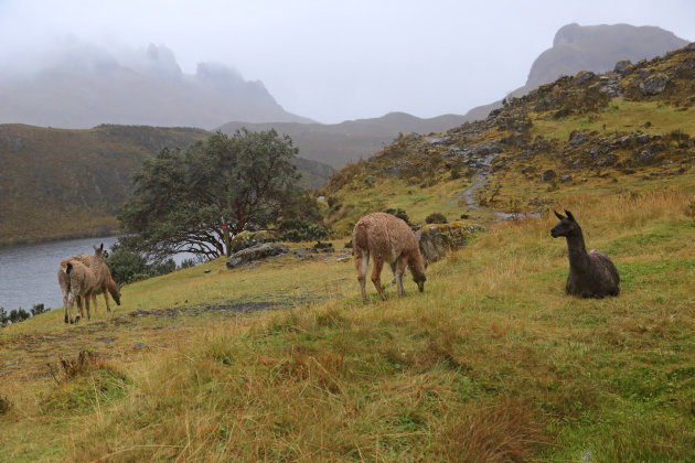 Lama's in NP Las Cajas