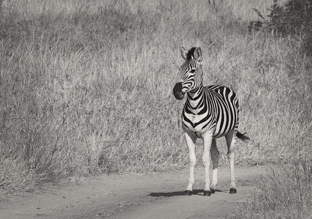 Zebra Hluhluwe