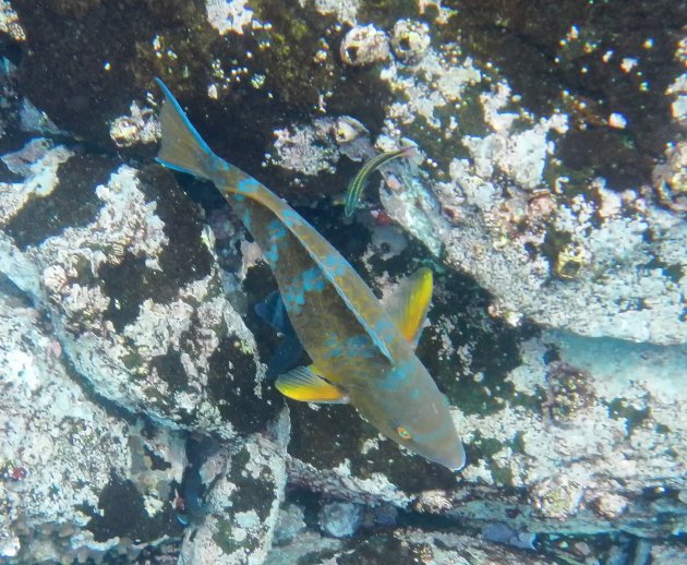 Visjes kijken op Galapagos