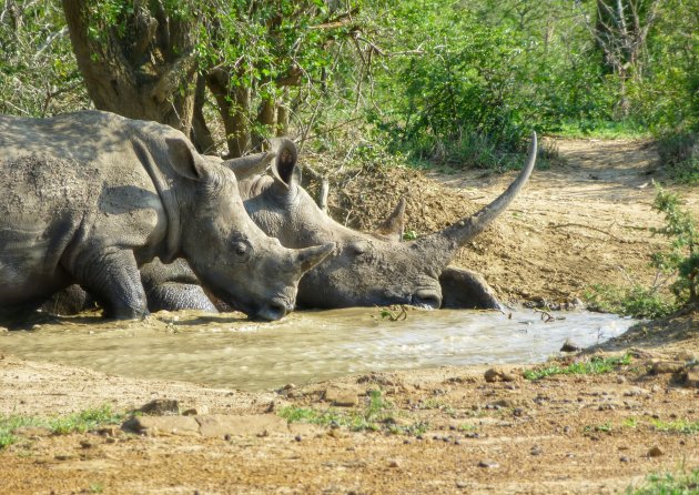rhino in numbers
