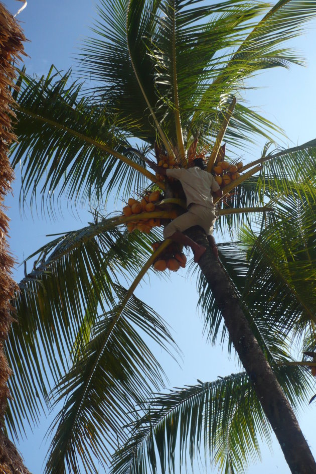 Hij kan de boom in!