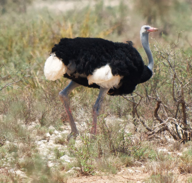 Struisvogel mannetje 