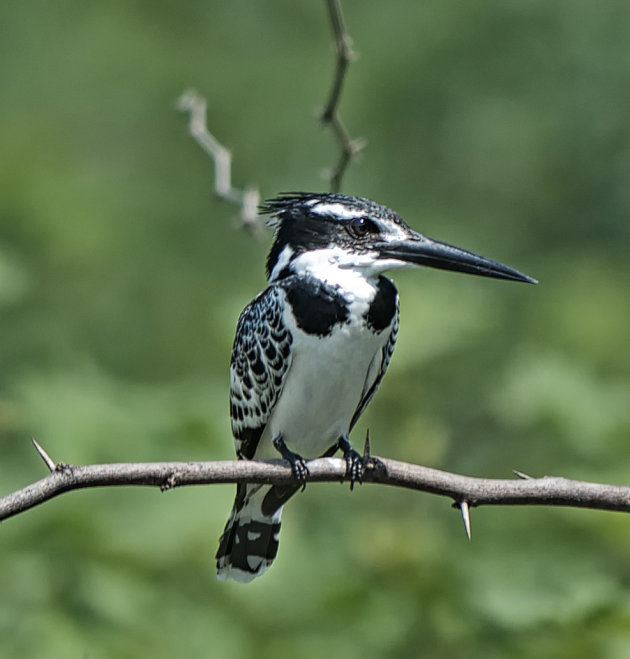 Pied Kingfisher op Lake Baringo