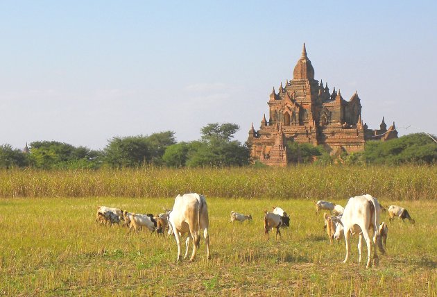 Vreedzaam Bagan