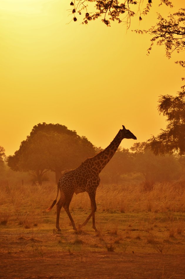 Giraffe bij zonsondergang